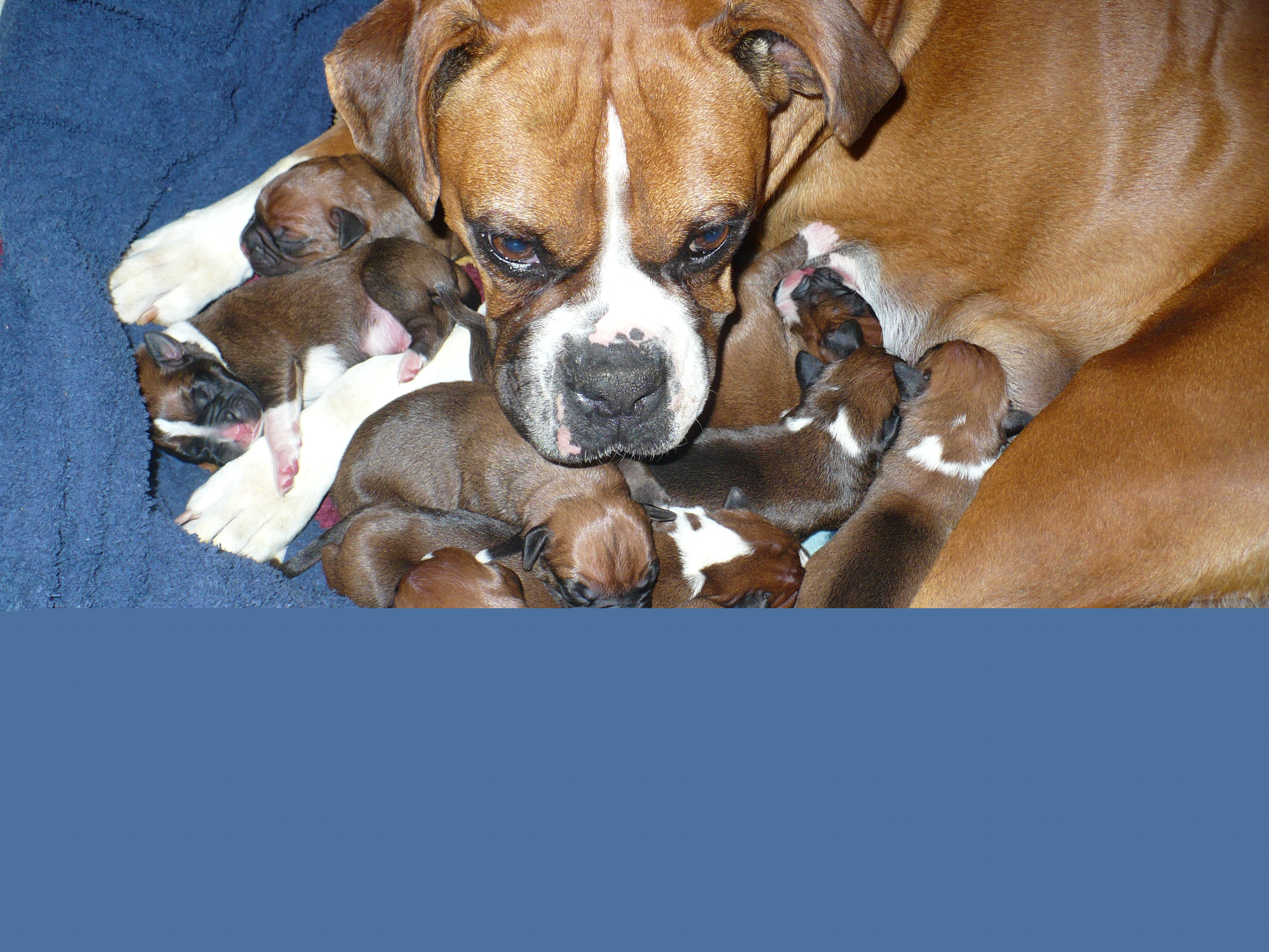 boxerpups12-08 002.jpg